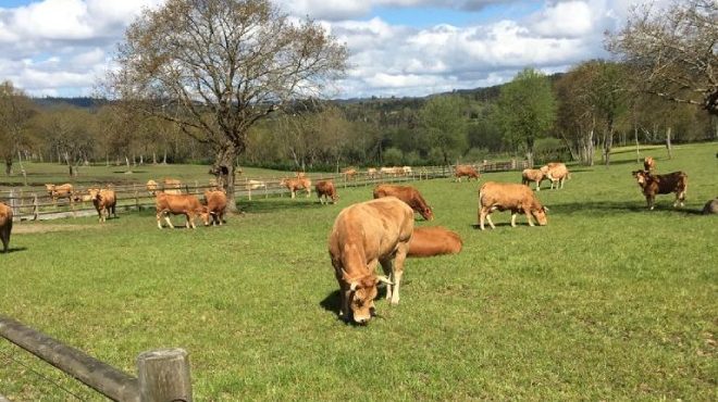 Vacas rubias pastando nos pastos da gandaría Cabanelas Inversiones