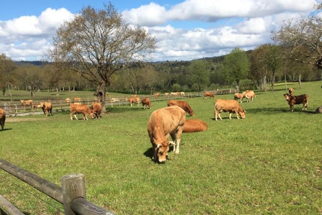 Vacas rubias pastando nos pastos da gandaría Cabanelas Inversiones