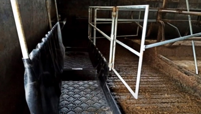 baños de pes para as vacas secas_seragro