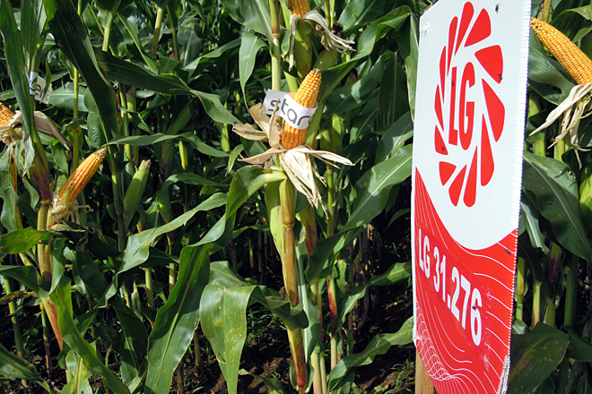 campo de ensaio millo Aira Delagro Pol3