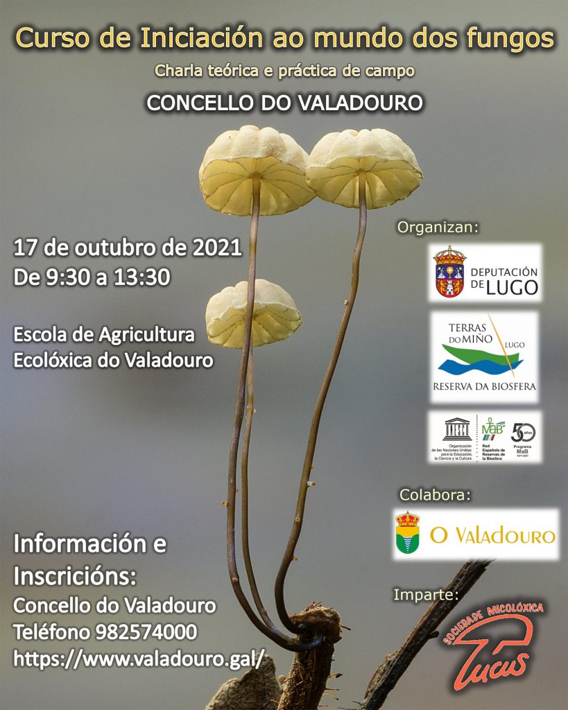 cartel curso iniciación cogomelos
