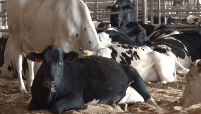 confort das vacas