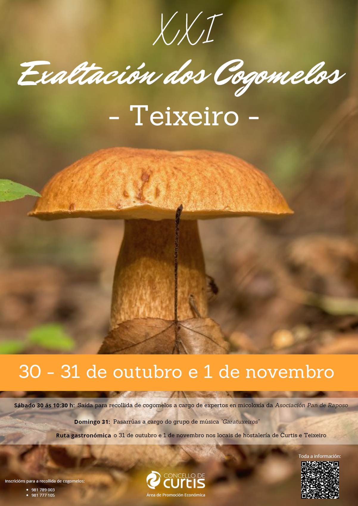 festa cogumelo teixeiro curtis