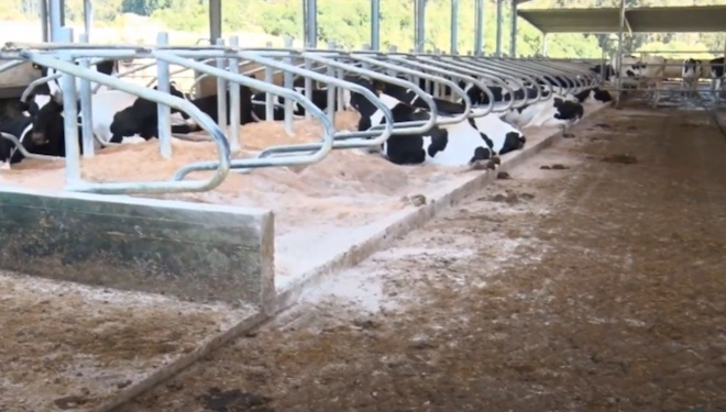Debe dárselle amplitude ás zonas de paso para facilitar a circulación dos animais.