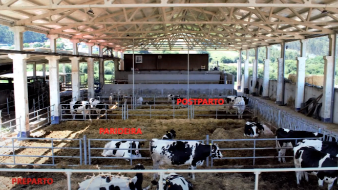 separacion das vacas secas por lotes_seragro