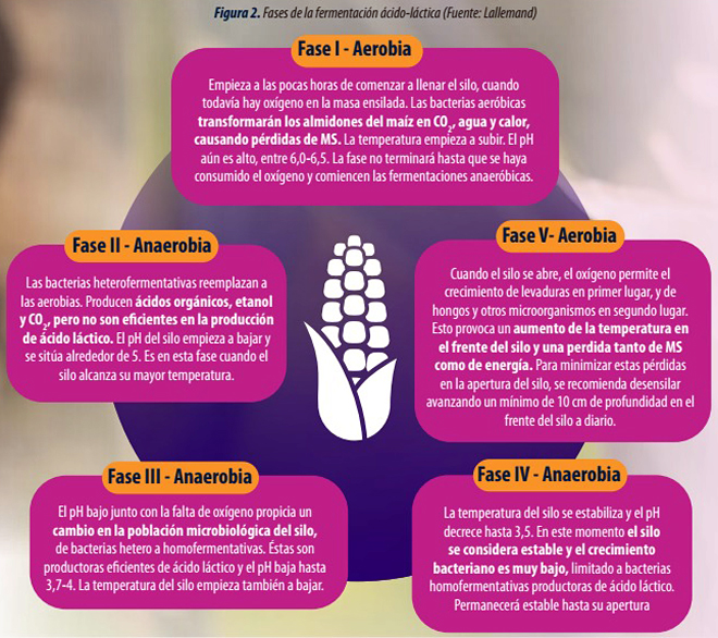 silos grao humido cooperativa de Ivars4