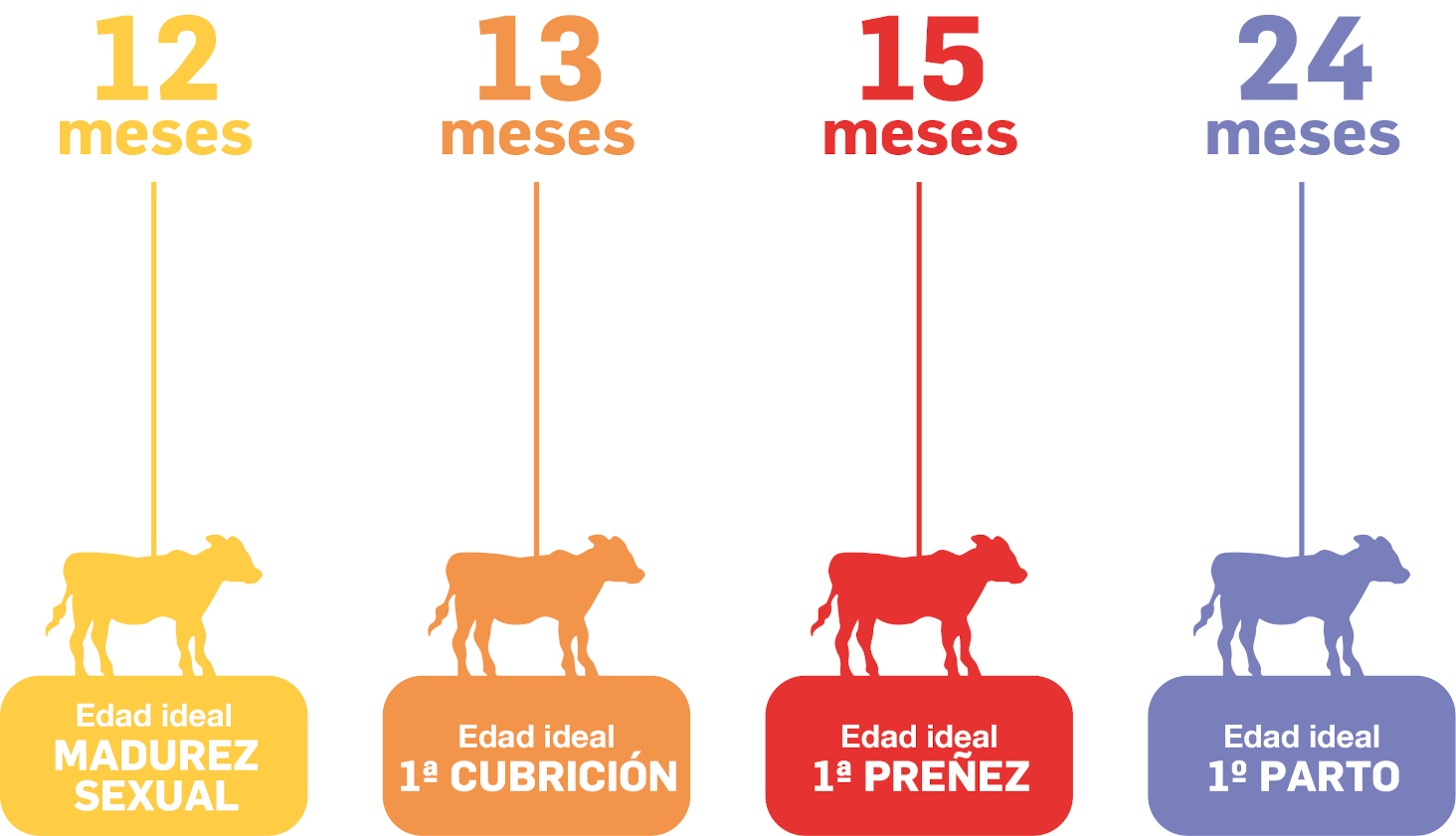 DE HEUS Desarrollo corporal adecuado para la cubrición de novillas