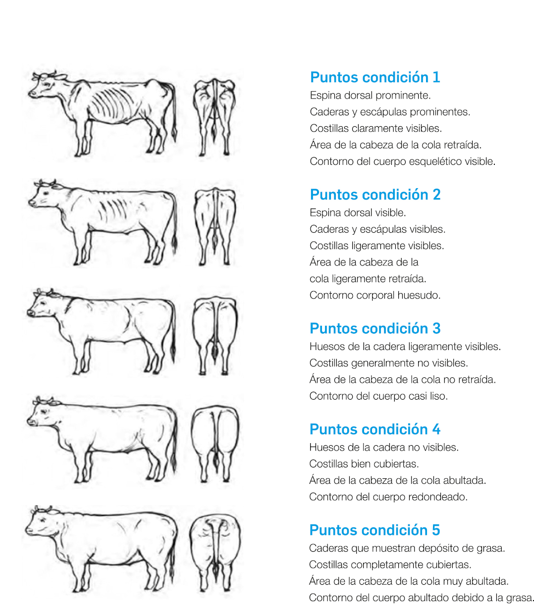 DE HEUS Puntuación de la condición corporal en vacuno de carne