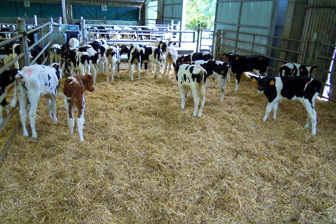 ICORE Campoastur lote terneros pequeños 20 animales