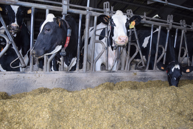 SAT CAAMAÑO LEY PASILLO ESTABLO VACAS PESEBRE