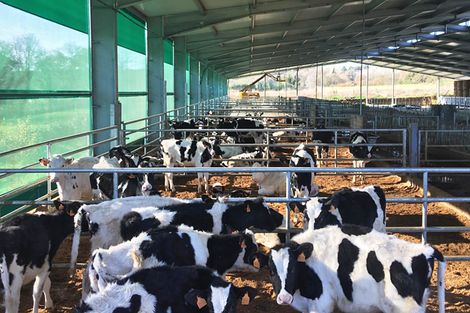 Instalacións de Granxa Renota, que comezou a recibir gando das tres ganderías no mes de xullo