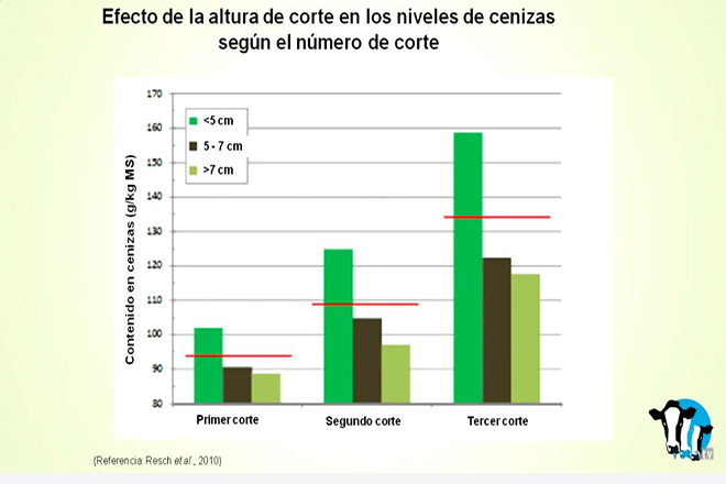 A altura de corte ten o efecto sobre os niveis de cinzas do silo