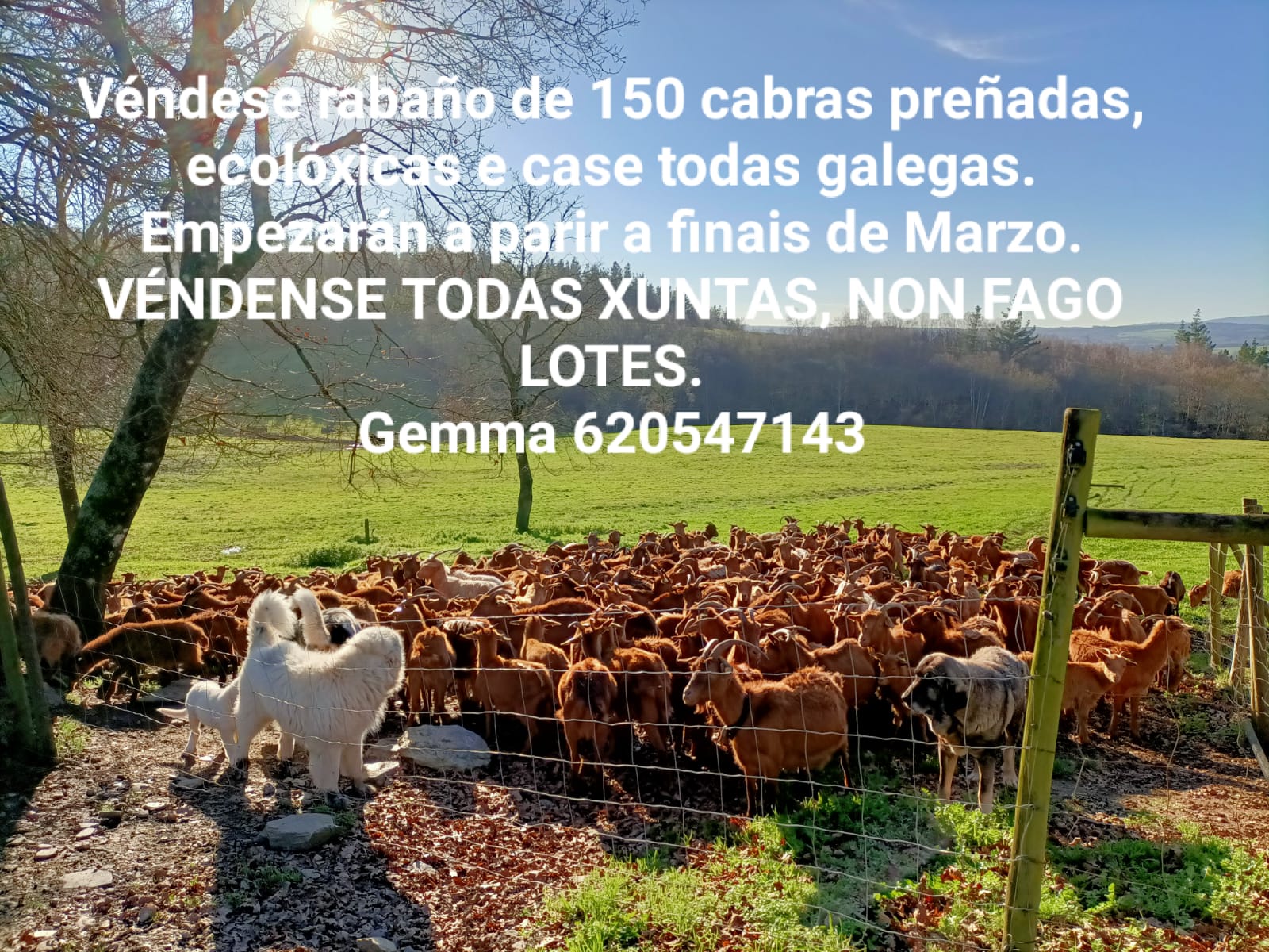 ANUNCIO CABRAS
