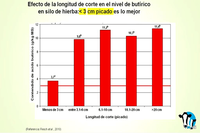 O lonxitude de picado é fundamental para evitar que os niveis de ácido butírico se disparen