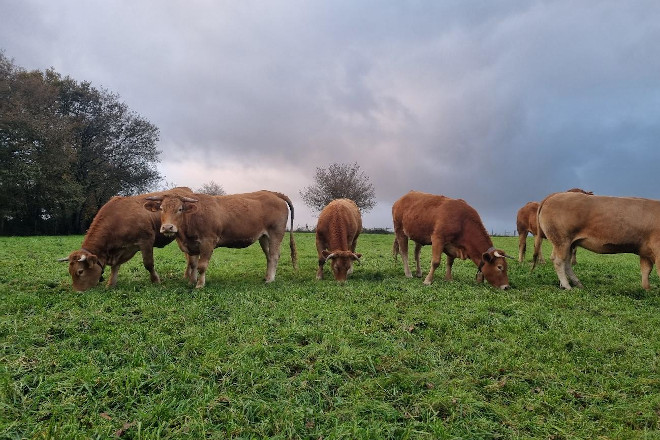 DE HEUS VACAS RUBIA GALEGA PASTO 1