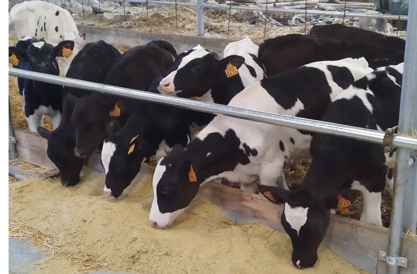 Los terneros disponen de alimentación sólida, a base de una mezcla de harina de cereales, alfalfa y paja picada