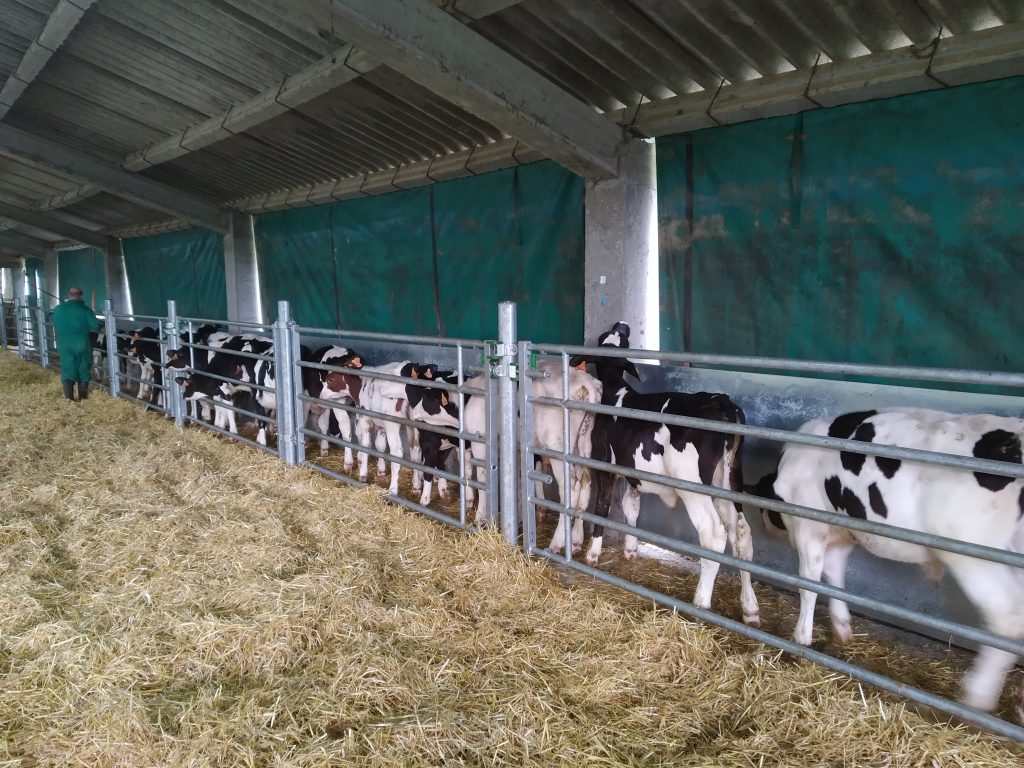 Icore Campoastur manga de manejo