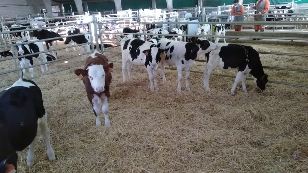 Icore Campoastur3