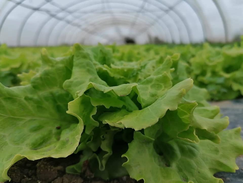 lechuga ecologica Ekoalde Navarra
