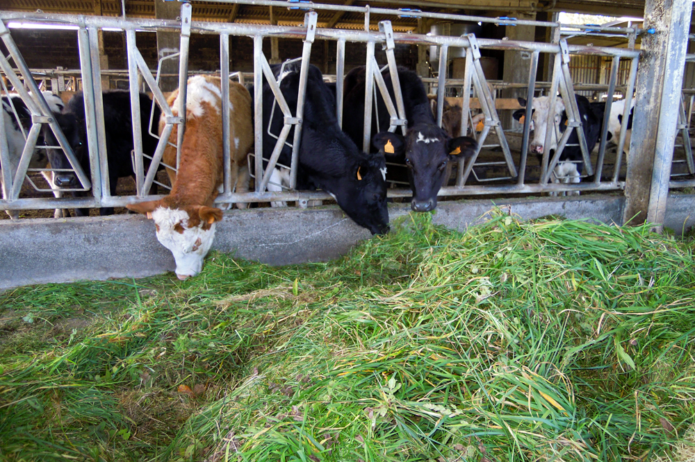 A maiores do pasto, suplementan con herba fresca no pesebre