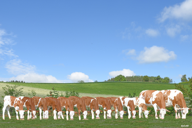 Embrións de vacas doantes especialmente seleccionadas, apareadas cos mellores sementais, ou tamén embrións de vacas e touros da súa elección. O alto nivel sanitario da gandaría austriaca permite a venda da xenética do Fleckvieh en todo o mundo.
