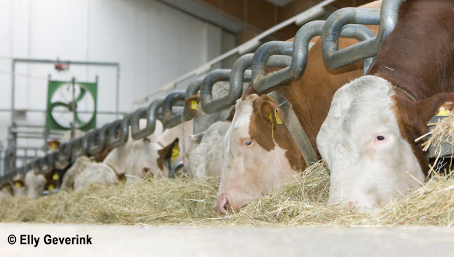 Touros Fleckvieh na corentena dun dos centros de inseminación de Austria 