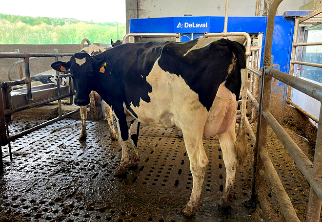 Neira Cruxa Bul 9770 ET é un dos animais máis destacados da gandería desde o punto de vista morfolóxico. Está parida de primeiro parto e foi donante xa de 10 embrións implantados na gandería