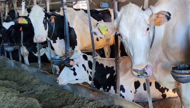 Ganderia Rato Rodeiro_Vacas frisoas