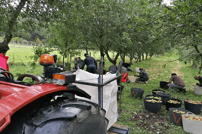 A sociedade de Ullama visita unha recollida de mazá de Serida Asturias