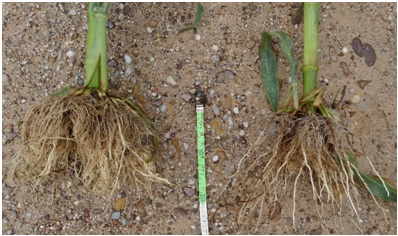 syngenta millo2