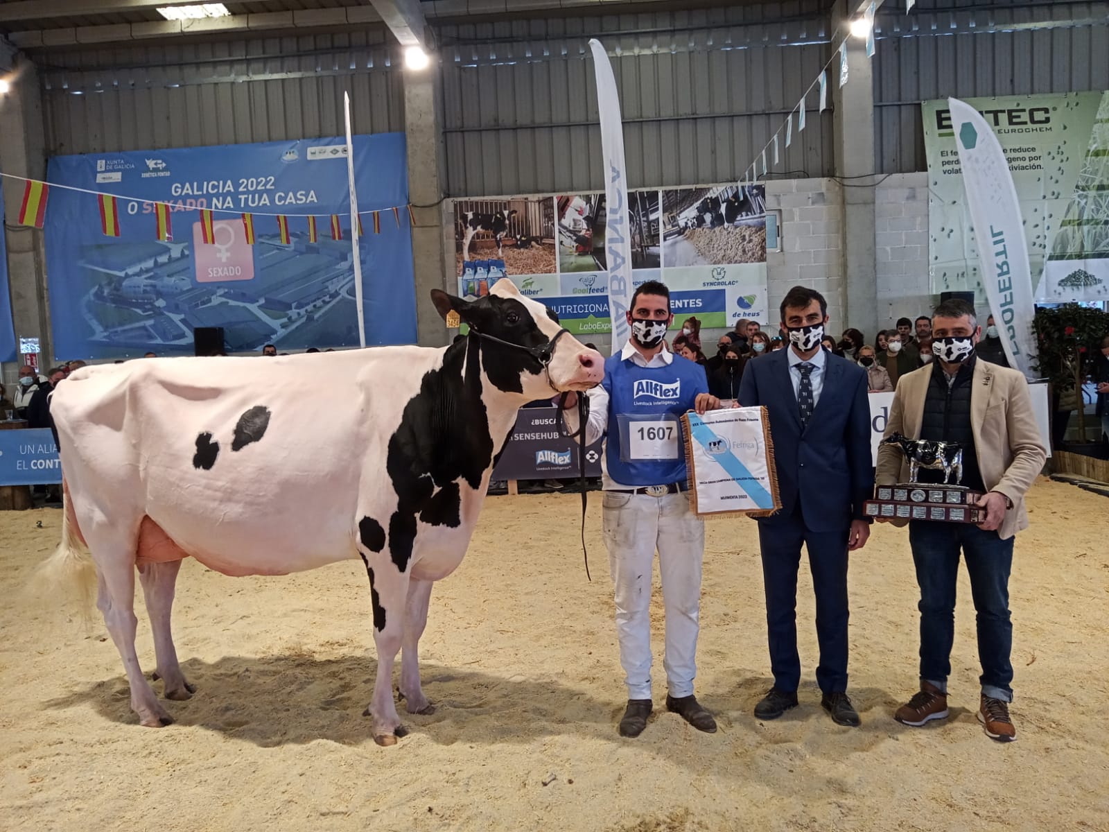 Rey 814 Beemer Yuri, da Gandería Rey de Miñotelo, Vaca Gran Campiona de Galicia