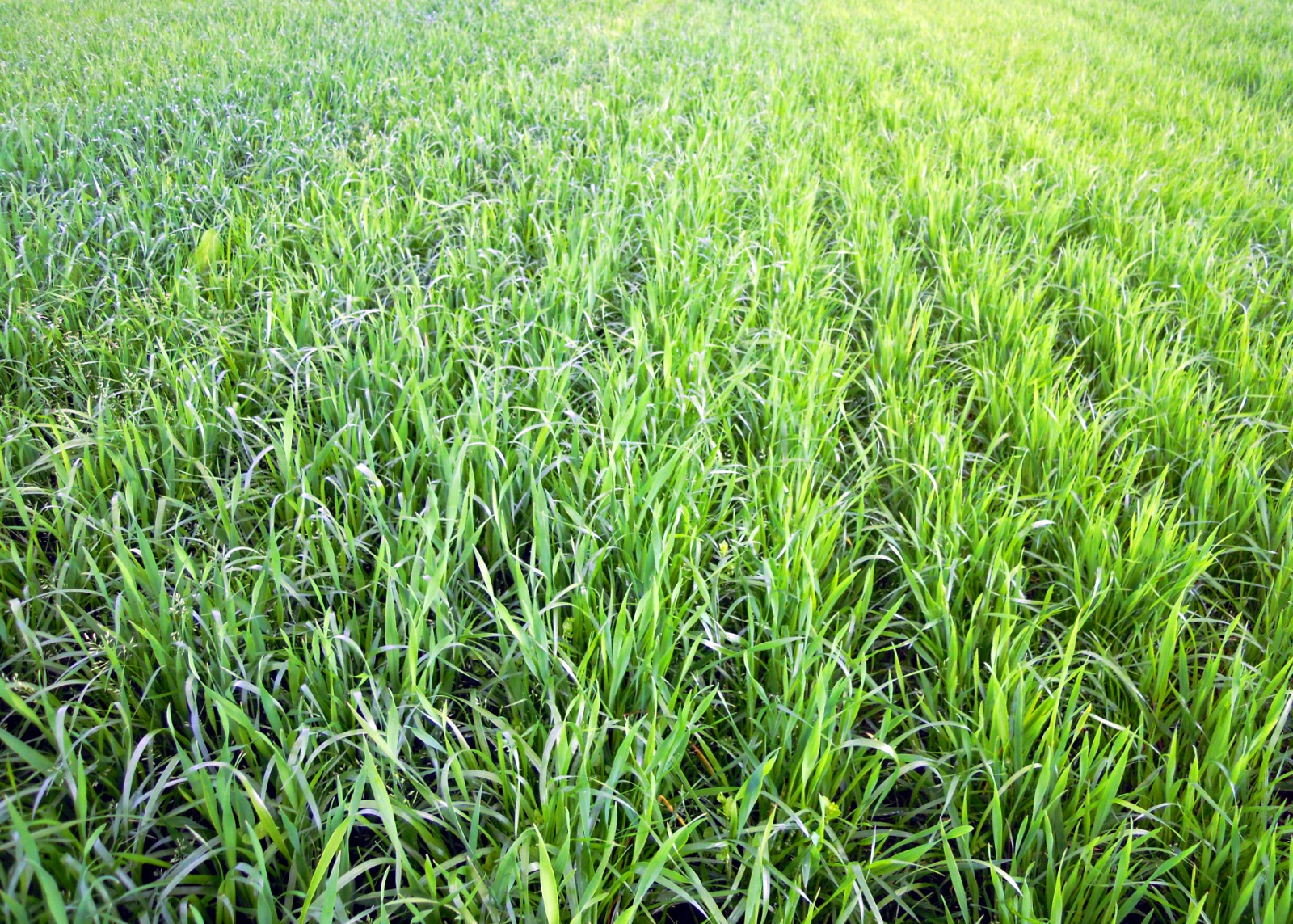 Pradeira de triticale con wester abonada con Calcimag Flow (á esquerda) e sen el. Os efectos son visibles no color e o desenvolvemento da planta