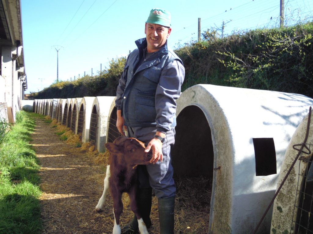 A totalidade das vacas insemínanas con cruces cárnicos para rendibilizar a venda de becerros