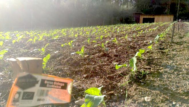 Huerta de berza gallega ecológica.