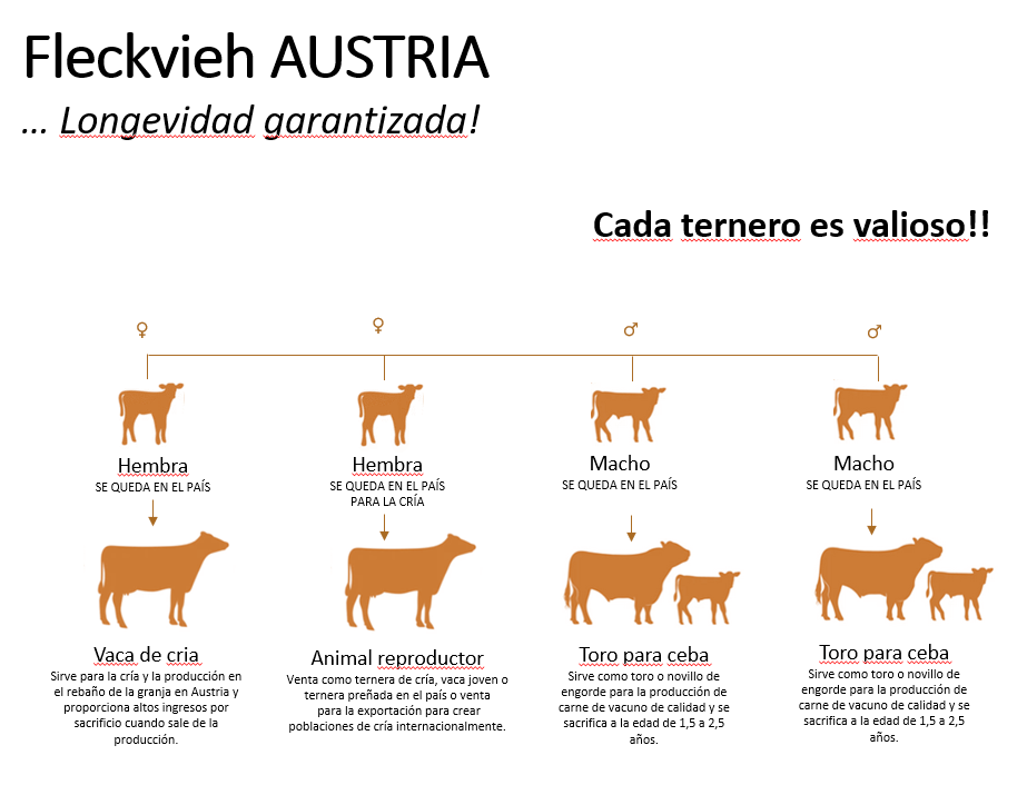comparativa fleckvieh austria 7