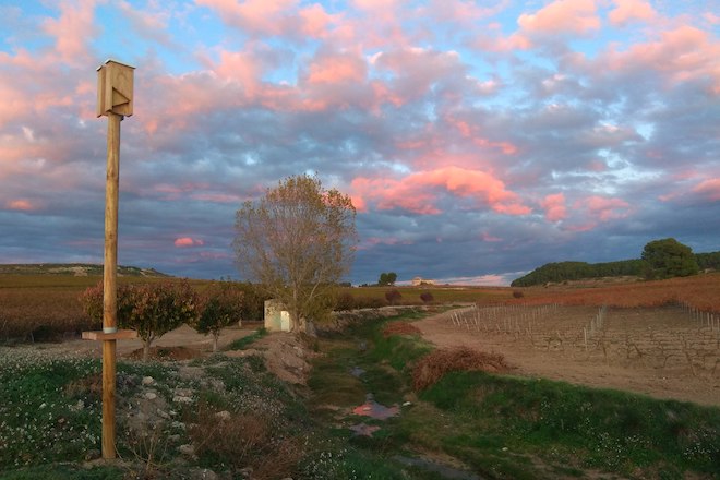 Caixa refuxio morcego Bodegas Enguera