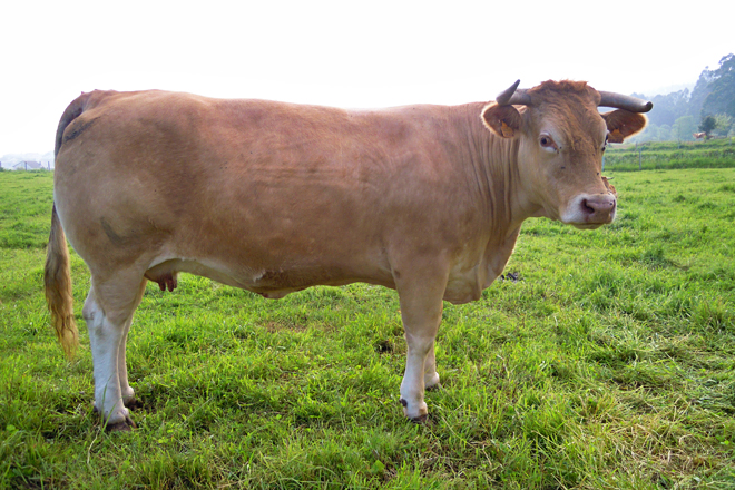 David Lopez Garcia rubia galega (Barreiros)1
