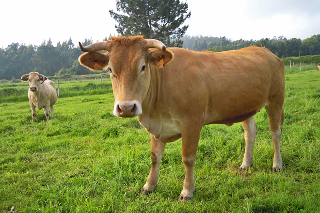 David Lopez Garcia rubia galega (Barreiros)2