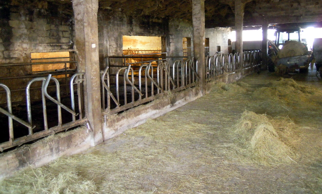 No inverno as vacas teñen libre acceso ao establo para resgardarse do frío e a chuvia