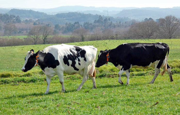 Rumi permite obter de xeito automático o caderno de pastoreo para certificar as horas que as vacas pasan no prado