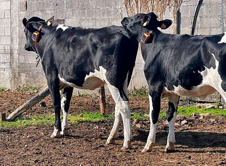 Rumi recria