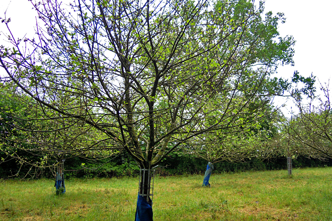 En los lindes de las fincas han plantado manzanos para hacer zumo y sidra