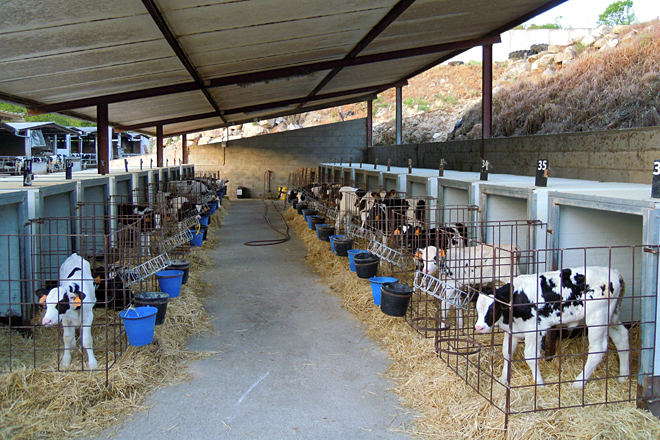 SAT O PALOMAR (Láncara) zona boxes recría