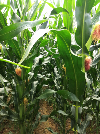 La aplicación de abono foliar rico en nitrógeno evita el estrés hídrico o por bajas temperaturas, logrando mayor rendimiento final por hectárea