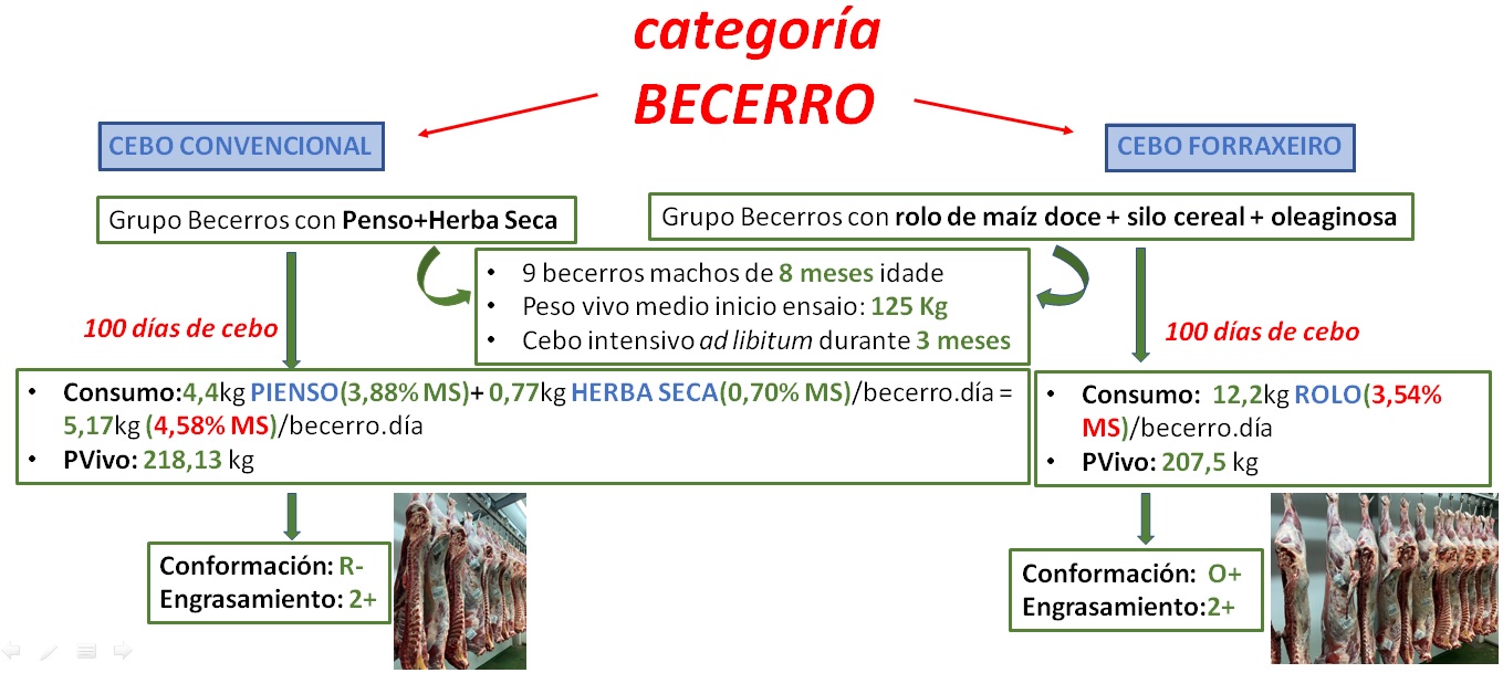 estudo cachenas CIAM1