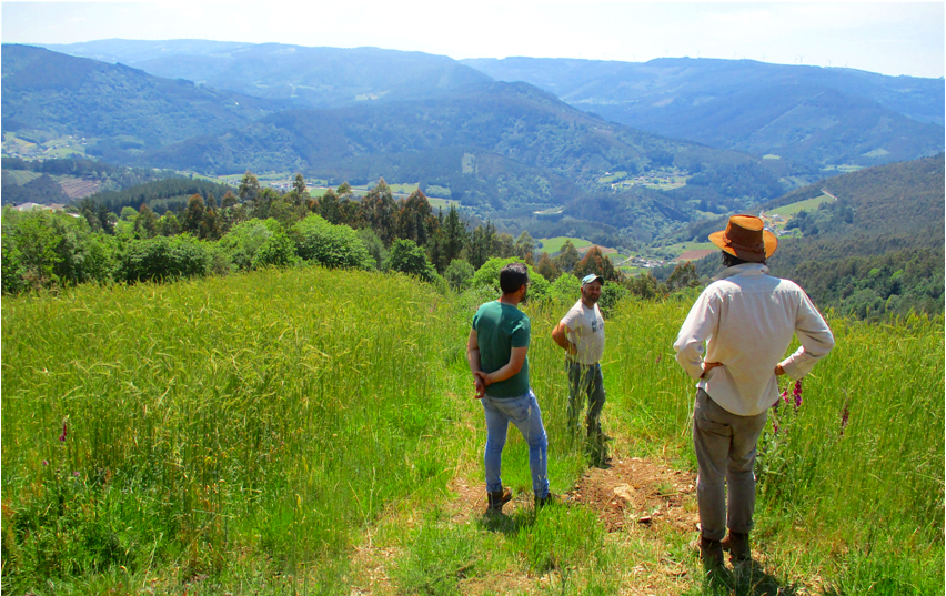 Cultivo de centeno en el monte para aprovechar en pastoreo
