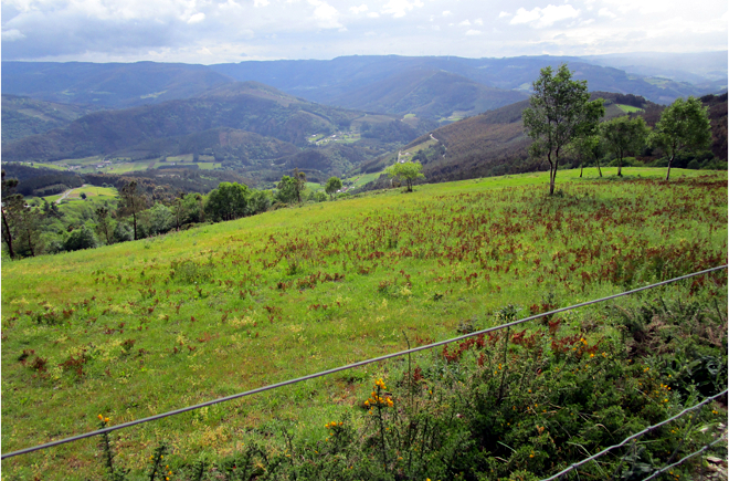 Pradeira establecida con mínimo laboreo, a base do traballo do gando