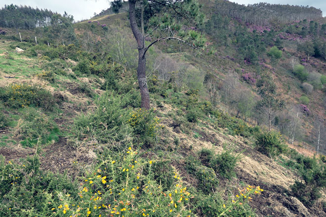 No inverno tiran rolos de forraxe monte abaixo para obrigar ao gando a pisar as zonas de toxo