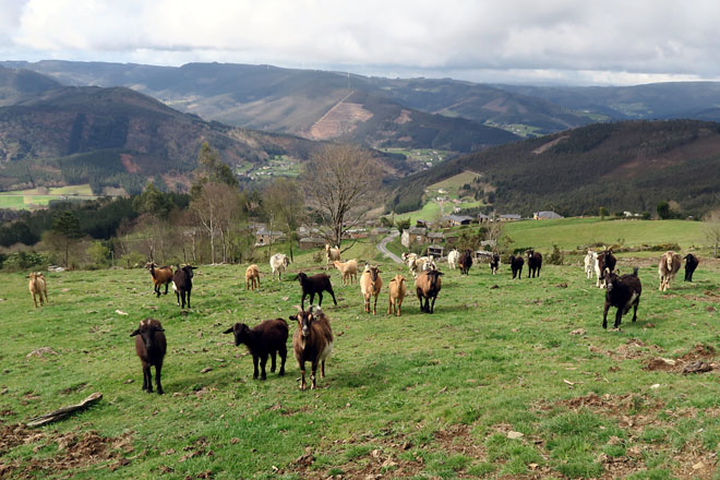 rabaño cabra galega