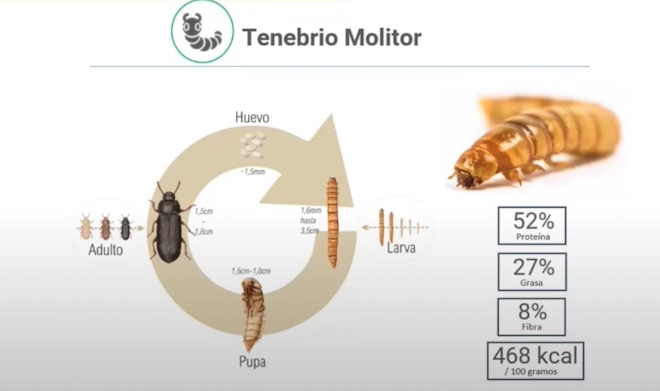 tenebrio molitor_gusano de la harina